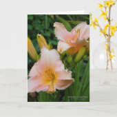 Daylilies / crème met roze onderdruk kaart (Gele Bloem)
