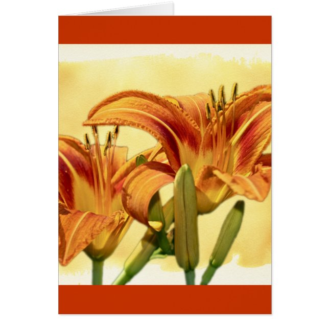 Daylilies - Hemerocallis (Voorkant)
