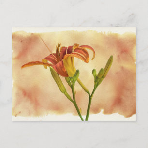 Daylilies - Hemerocallis Briefkaart