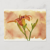 Daylilies - Hemerocallis Briefkaart (Voorkant)