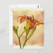 Daylilies - Hemerocallis Briefkaart (Voorkant / Achterkant)