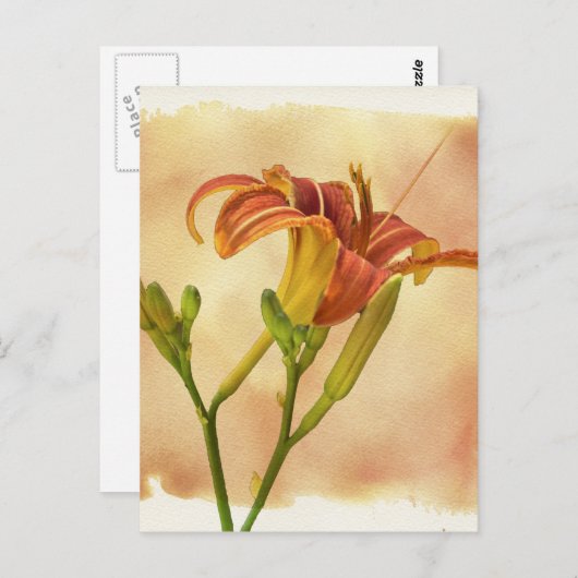 Daylilies - Hemerocallis Briefkaart (Voorkant / Achterkant)