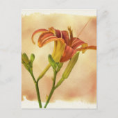 Daylilies - Hemerocallis Briefkaart (Voorkant)