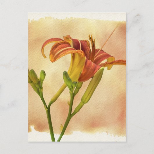 Daylilies - Hemerocallis Briefkaart (Voorkant)