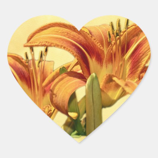 Daylilies - Hemerocallis Hart Sticker (Voorkant)