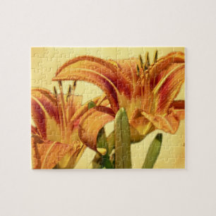 Daylilies - Hemerocallis Legpuzzel