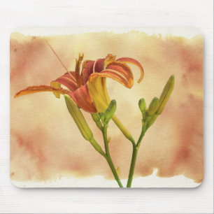 Daylilies - Hemerocallis Muismat