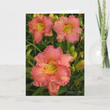 Daylilies / Lily Flowers / Rosy Pink 2 /