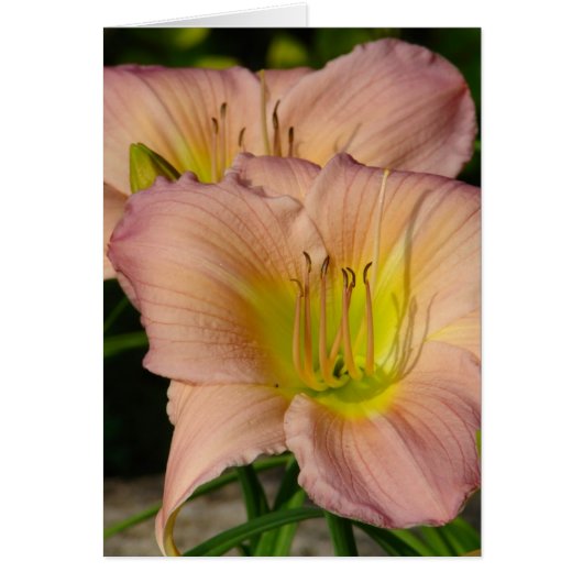 Daylillies (Voorkant)