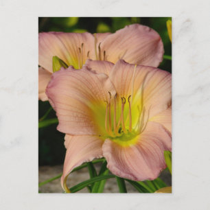 Daylillies Briefkaart