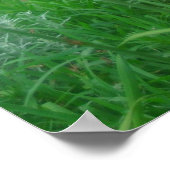 Daylillies, Sinaasappel Poster (Hoek)