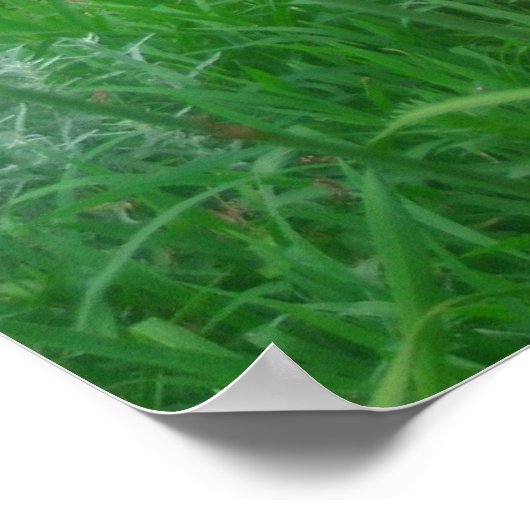 Daylillies, Sinaasappel Poster (Hoek)