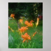 Daylillies, Sinaasappel Poster (Voorkant)