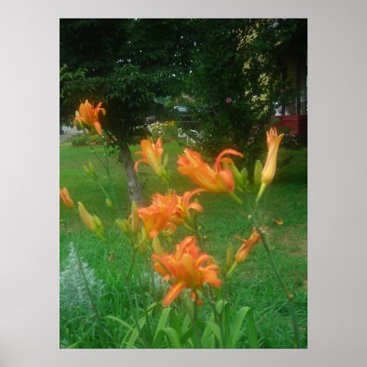 Daylillies, Sinaasappel Poster (Voorkant)