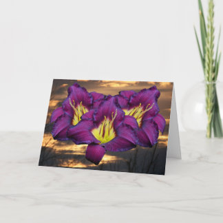 Daylily 'Bela Lugosi' Kaart