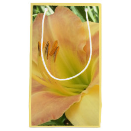 DAYLILY "Blond Baby" — Geel groen sinaasappel. Klein Cadeauzakje