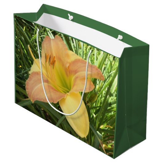 DAYLILY "Blond Baby" — Geel groen sinaasappel. Large Cadeautasje (Achterkant Gekanteld)