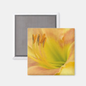 DAYLILY "Blond Baby" — Geel groen sinaasappel. Magneet (Voorkant / Achterkant)