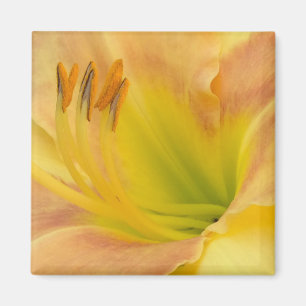 DAYLILY "Blond Baby" — Geel groen sinaasappel. Magneet
