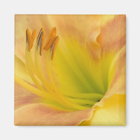 DAYLILY "Blond Baby" — Geel groen sinaasappel. Magneet (Voorkant)