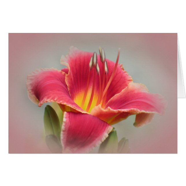 Daylily Blush (Voorkant Horizontaal)