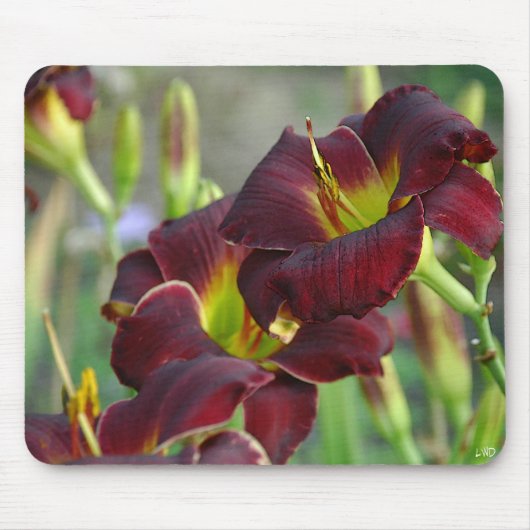 Daylily ' Bordeaux' Muismat (Voorkant)