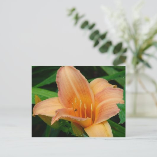 Daylily Briefkaart (Staand voorkant)