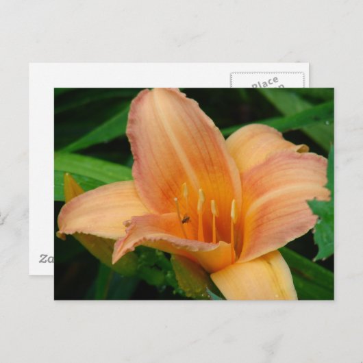 Daylily Briefkaart (Voorkant / Achterkant)
