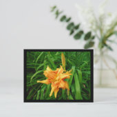 Daylily Briefkaart (Staand voorkant)