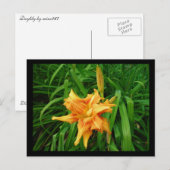 Daylily Briefkaart (Voorkant / Achterkant)