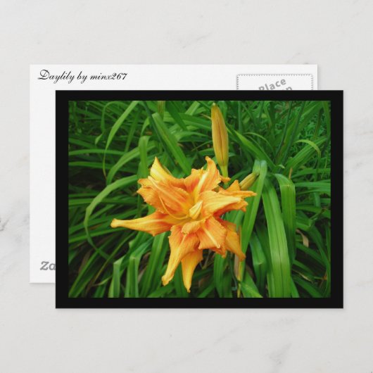 Daylily Briefkaart (Voorkant / Achterkant)