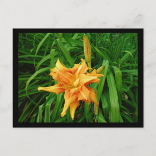 Daylily Briefkaart