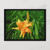 Daylily Briefkaart (Voorkant)