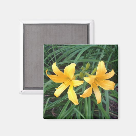 DAYLILY "Downey" Gold Duo — Magneet (Voorkant / Achterkant)