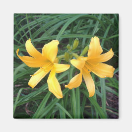 DAYLILY "Downey" Gold Duo — Magneet