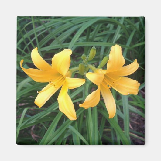 DAYLILY "Downey" Gold Duo — Magneet (Voorkant)