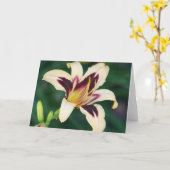 Daylily 'Egyptische Queen Kaart (Gele Bloem)