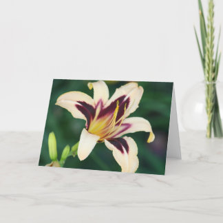 Daylily 'Egyptische Queen Kaart