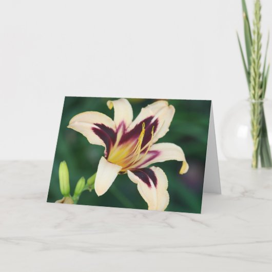 Daylily 'Egyptische Queen Kaart (Voorkant)
