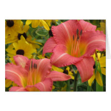 Daylily en Rudbeckia Combo