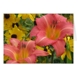 Daylily en Rudbeckia Combo