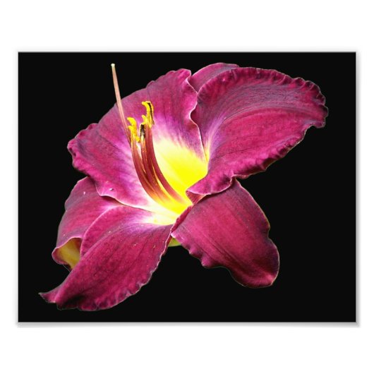 Daylily Flower Close Up 8x10 Foto Afdruk (Voorkant)