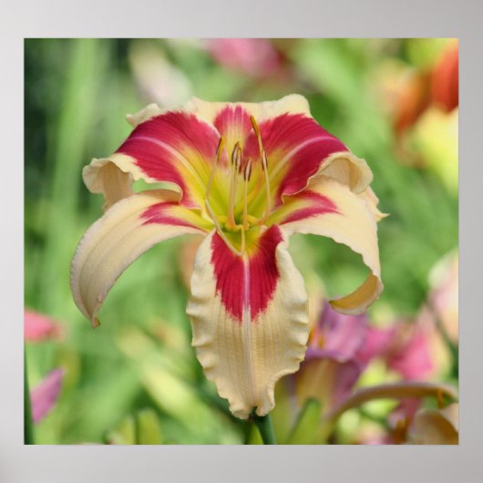 Daylily Garden Poster (Voorkant)