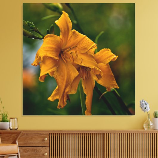 Daylily "Jersey Spider" Canvas Afdruk (Insitu (Woonkamer))