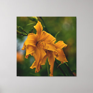 Daylily "Jersey Spider" Canvas Afdruk