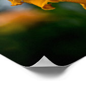 Daylily "Jersey Spider" Poster (Hoek)