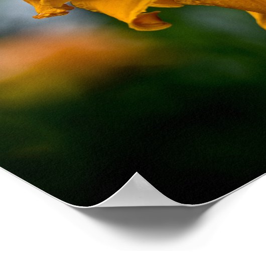 Daylily "Jersey Spider" Poster (Hoek)