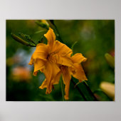 Daylily "Jersey Spider" Poster (Voorkant)