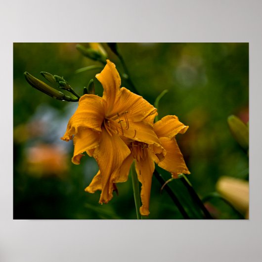 Daylily "Jersey Spider" Poster (Voorkant)