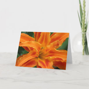 Daylily Kaart